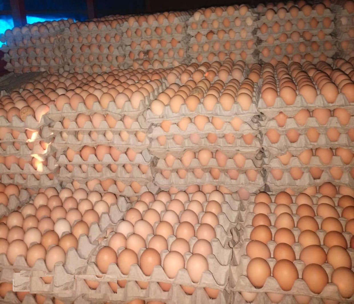 Brown Eggs